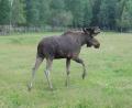 images/Schweden/Schweden 2012/IMG_0762.jpg